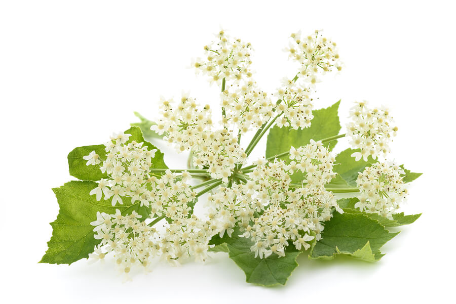 Is White Angelica Contraindicated in Diabetes?