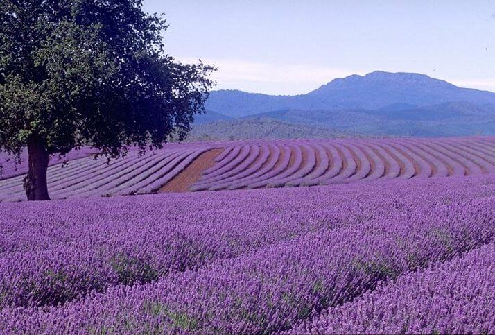Lavender Oil and Breast Swelling in Young Boys: New Evidence