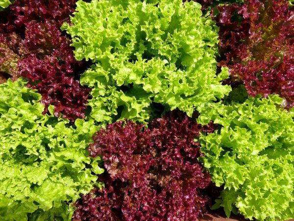 Romaine Calm: Mix Up Your Salad with Some Lettuce Varieties - Lindsey ...