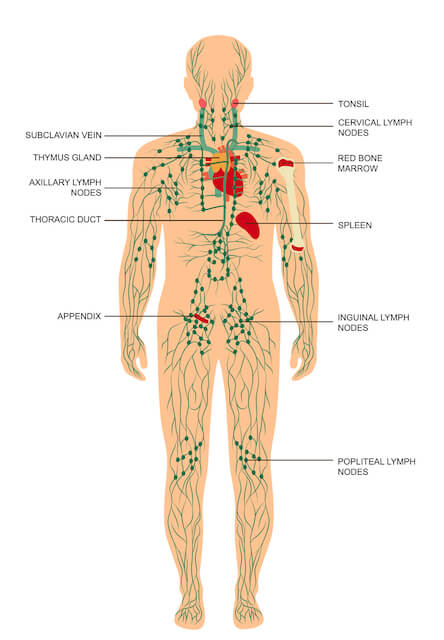 Nuni Wellness - Bra off o'clock. ⏰ Breasts contain an abundance of lymph  vessels that support the circulatory system in maintaining proper fluid  balance. The health of our lymphatic systems is intimately