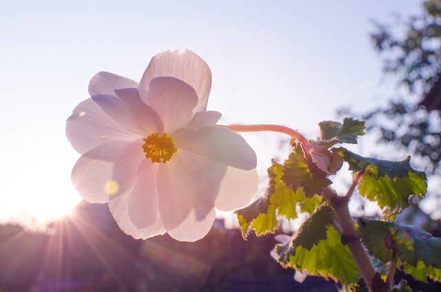 https://lindseyelmore.com/wp-content/uploads/2019/05/geranium-flower.jpg