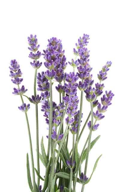 https://lindseyelmore.com/wp-content/uploads/2019/05/lavender-flowers.jpg