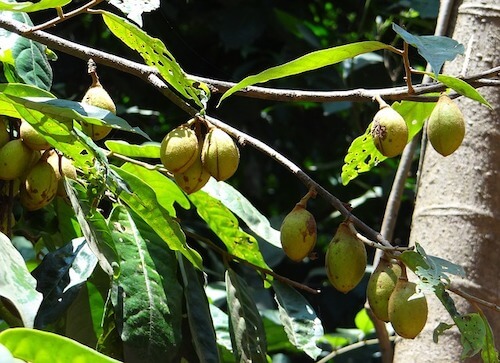 Nutmeg Oil For Skin - Benefits & How To Use It For Skin Glow – VedaOils