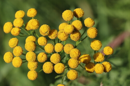 8. Blue Tansy Oil for Brunettes: How It Can Help with Brassy Tones - wide 8