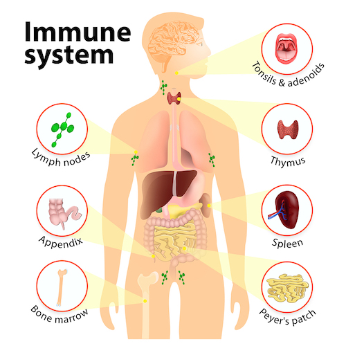 immune system presentation pdf