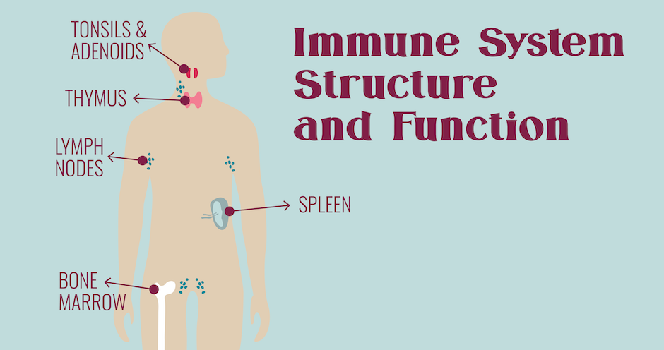 Immune System Structure and Function