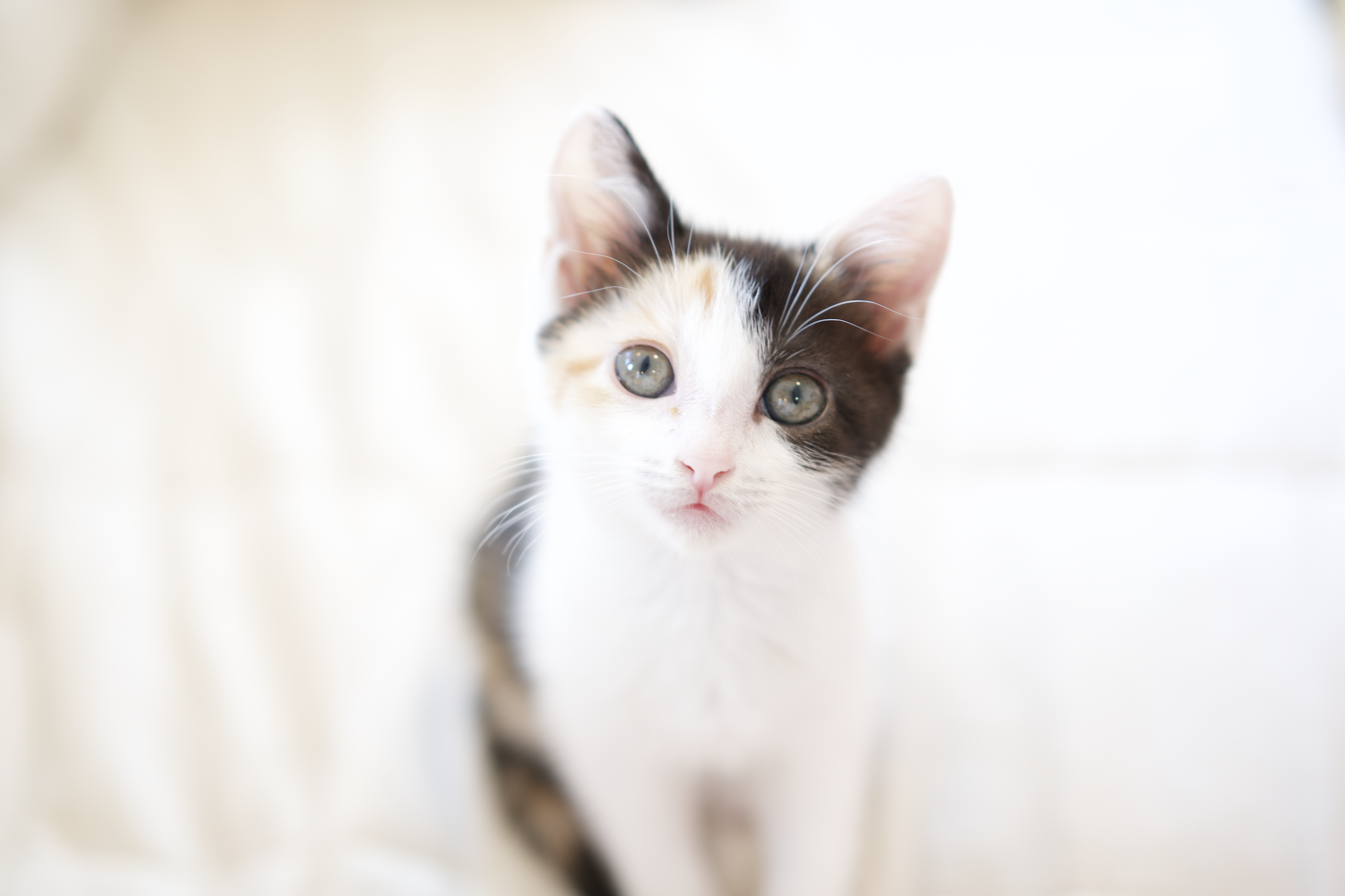 15 Must-Haves for New Cat Owners