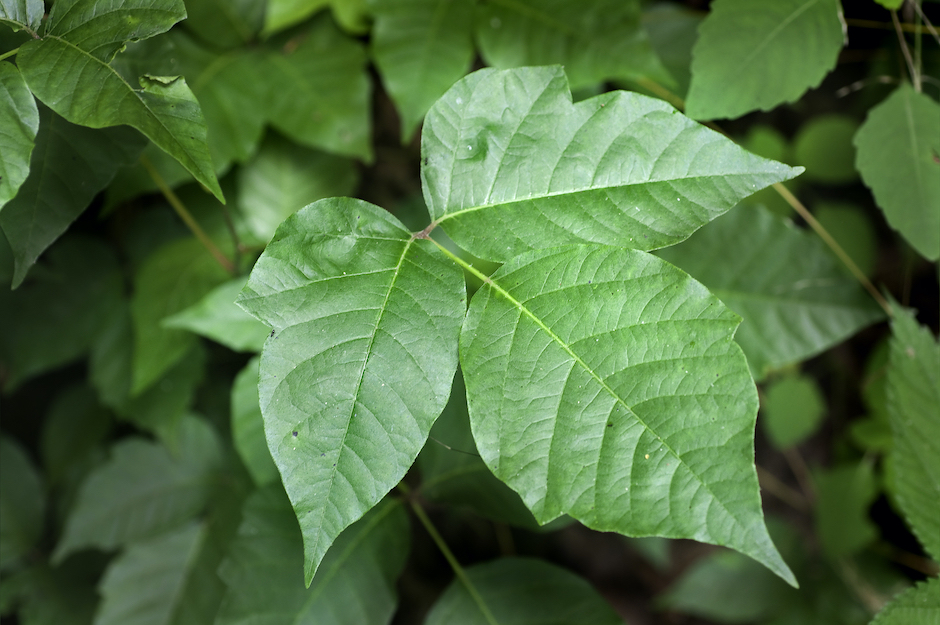 natural-remedies-for-poison-ivy-lindsey-elmore