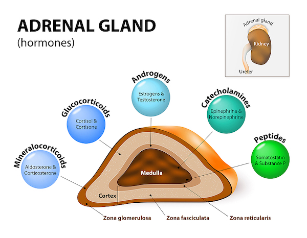 hormone produced by the adrenal gland