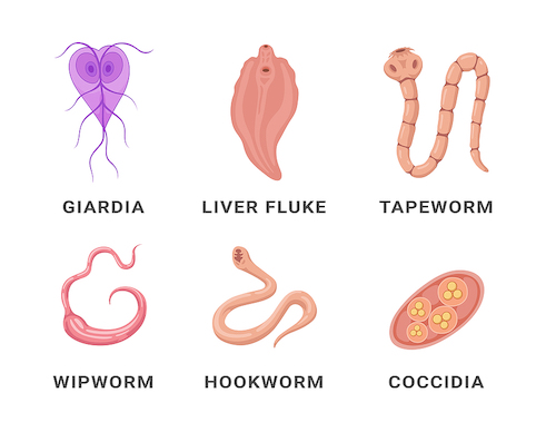 parasites in human stool symptoms